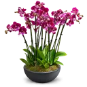 Elegant Orchid Arrangement